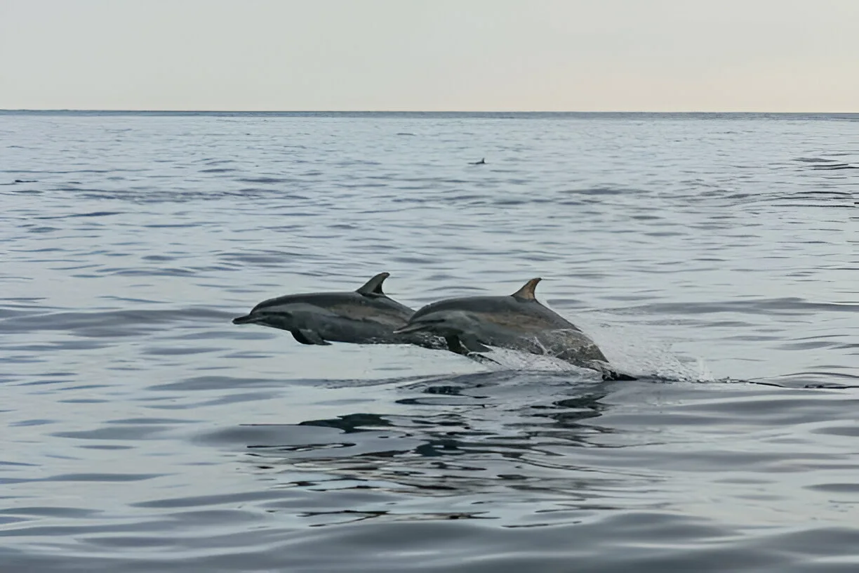 swimming with dolphins in Musandam Oman